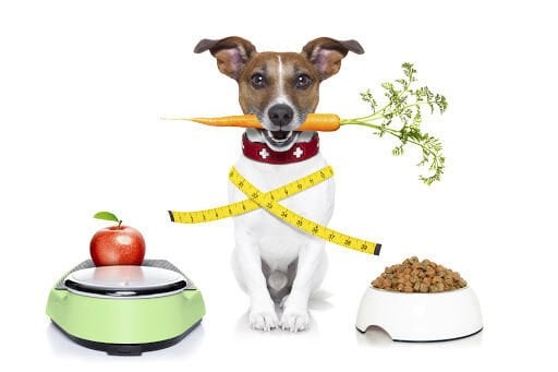 Köpeklerin sağlıklı ve enerjik bir yaşam sürdürebilmesi için dengeli beslenme büyük önem taşır. Bu beslenmenin temelini ise ihtiyaç duydukları vitaminler oluşturur. A vitamininden B12 vitaminine kadar toplam 10 farklı vitamin, köpeklerin bağışıklık sisteminden kemik sağlığına, tüy ve deri bakımından sinir fonksiyonlarına kadar birçok alanda kritik rol oynar. Bu vitaminler doğal besinler yoluyla alınabileceği gibi, gerek görüldüğünde veteriner tavsiyesiyle takviye edilmelidir. Doğru vitamin desteğiyle köpeğiniz hem daha mutlu hem de daha sağlıklı bir yaşam sürebilir.