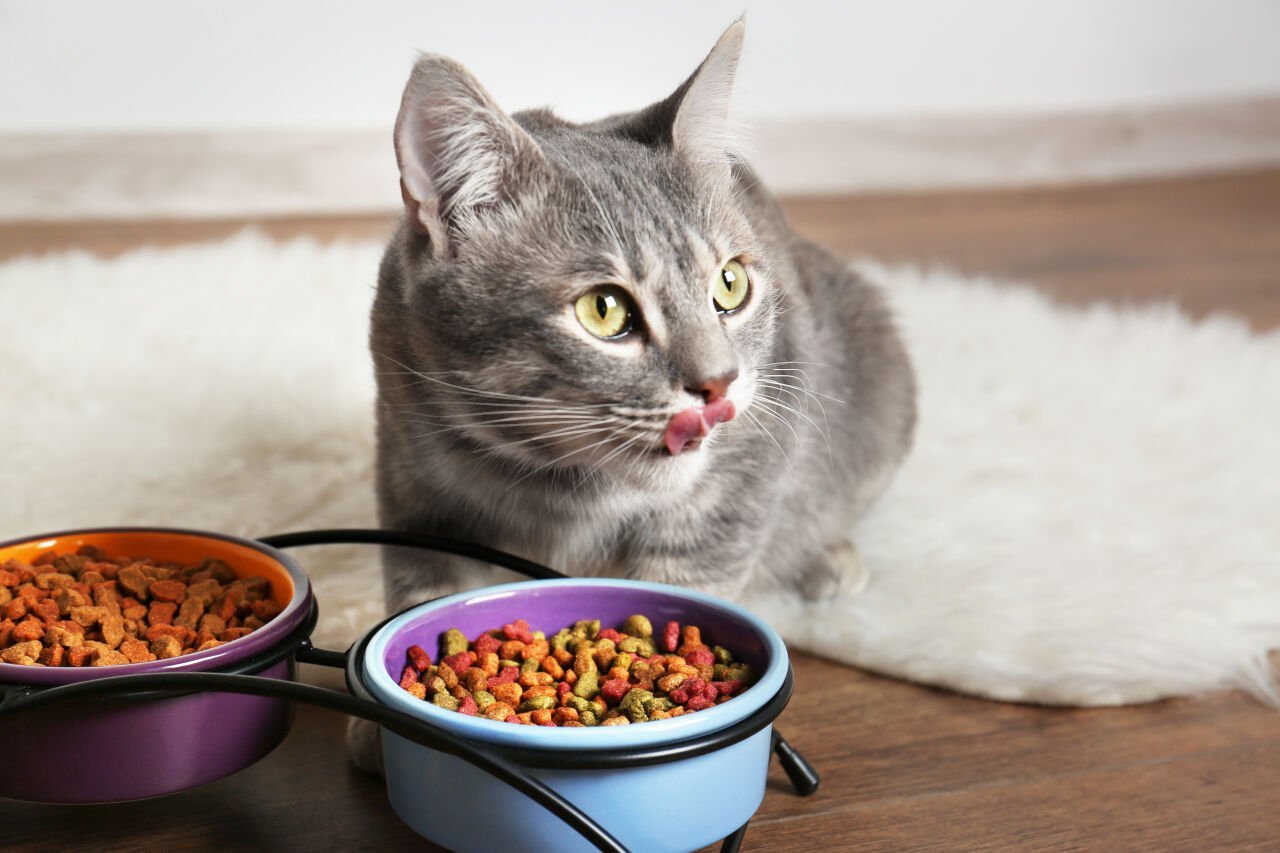 Kedi Maması alınırken dikkat edilmesi gerekenler sıkça sorulan sorulardan biri. Evcil dostlarımızın sağlığı ve mutluluğu, doğru beslenmeden geçer. Bu yazımızda kedi maması seçerken dikkat edilmesi gereken en önemli noktaları ele aldık. İçerik kalitesi, yaşa ve ırka uygunluk, protein oranı, katkı maddeleri, mama türü (kuru/yaş), taze saklama koşulları ve veteriner önerileri gibi konularda bilinçli tercihler yapmanıza yardımcı olacak ipuçlarını bulabilirsiniz. Kedinizin sağlıklı, enerjik ve mutlu bir yaşam sürmesi için mama seçimini şansa bırakmayın! ????