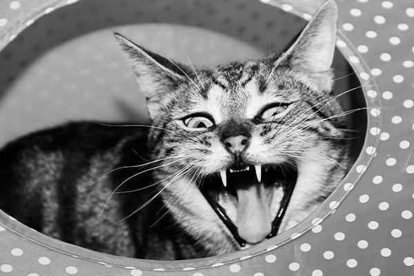 Kediler tıslayarak korku, rahatsızlık veya tehdit hissettiklerini ifade ederler. Bu ses, genellikle “uzak dur” anlamına gelen bir uyarı sinyalidir.

Tıslama, kedinin kendini savunma, sınır koyma ya da ağrıya tepki verme şeklidir. Kediler arasındaki iletişimde de “burası benim alanım” mesajı taşır.

Tıslayan bir kediye sakin yaklaşmak, zorlamamak ve alanına saygı göstermek gerekir. Davranış aniden artarsa, veteriner kontrolü önerilir.

Kısacası, tıslama kedilerde doğal bir iletişim biçimidir ve bu sinyali anlamak, onlarla sağlıklı bir ilişki kurmanın anahtarıdır.