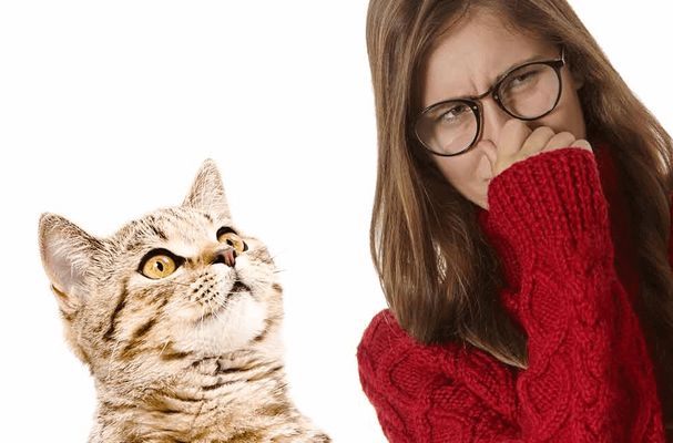 Kedi kumu kokusu, evde rahatsız edici bir ortam yaratabilir ancak basit yöntemlerle bu sorunu önlemek mümkündür. Kedi tuvaletinin her gün düzenli temizlenmesi ve kumun tamamen değiştirilerek kabın dezenfekte edilmesi kokunun yayılmasını engeller. Koku giderici spreyler, hava temizleyiciler ve kokuyu absorbe eden ürünler de etkili çözümler sunar. Ayrıca sirke-su karışımıyla yapılan doğal temizlik ve evin düzenli havalandırılması, kalıcı tazelik sağlar. Bu yöntemleri uygulayarak hem kediniz hem de sizin için ferah ve temiz bir yaşam alanı oluşturabilirsiniz.
