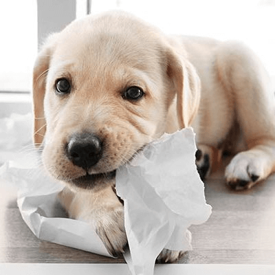 Yavru köpeklerin ısırma davranışı, dünyayı keşfetme süreçlerinin doğal bir parçası olsa da doğru eğitimle kontrol altına alınabilir. Erken yaşta sosyalleşme, düzenli oyun ve egzersiz, pozitif motivasyon teknikleri ve net sınırlar belirlemek bu süreçte en etkili adımlardır. Sabır ve tutarlılıkla yaklaşıldığında yavru köpeğinizin istenmeyen davranışları azalır ve daha uyumlu, mutlu bir dost haline gelir. Gerekirse profesyonel destek alarak bu süreci daha kolay ve etkili hale getirebilirsiniz.