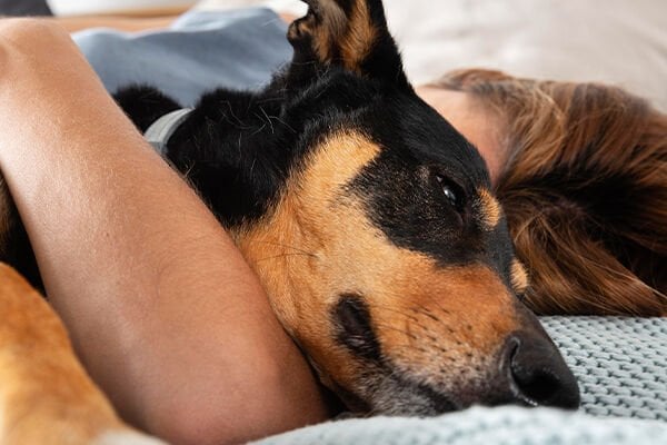 Köpeğinizle aynı yatakta uyumak hem avantajlar hem de riskler barındırır. Aranızdaki bağı güçlendirebilir ve güven duygusunu artırabilirken, sağlık sorunlarına veya kötü alışkanlıklara yol açabilir. Bu alışkanlığın size ve dostunuza uygun olup olmadığına karar verirken ihtiyaçlarınızı ve koşullarınızı dikkate alın.