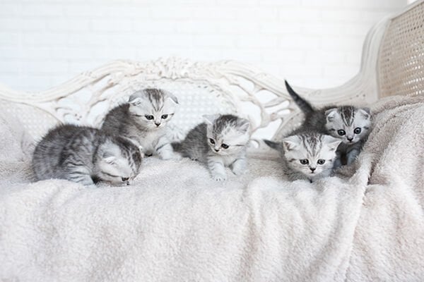 Yavru kedilerin sağlıklı büyümesi için doğru beslenme büyük önem taşır. Yüksek protein, dengeli vitamin-mineral içeriği ve sindirimi kolay mamalar, kedinizin gelişimini destekler. Yavru kedi maması seçerken doğal içerikli, katkısız ve veteriner onaylı ürünleri tercih edin.