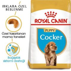 Royal Canin Cocker Junior Yavru Köpek Maması 3 kg