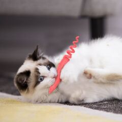 Gigwi Catnipli Fare Model Kedi Oyuncağı