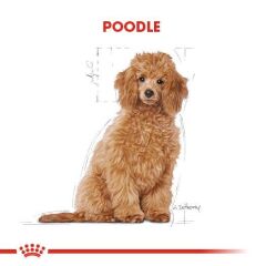 Royal Canin Poodle Puppy Köpek Maması 3 Kg