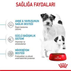 Royal Canin Mini Starter Küçük Irk Anne ve Yavru Köpek Maması 4 Kg