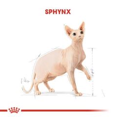 Royal Canin Sphynx Yetişkin Kedi Maması 2 kg