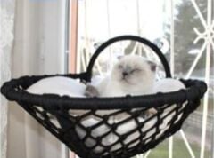 C-Pet Cama Takılabilen Gezegen Kedi Yatağı
