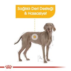 Royal Canin Maxi Dermacomfort Yetişkin Köpek Maması 12 Kg