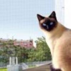 Pawise Balkon Kedi Koruma Şeffaf Ağ 4x3M