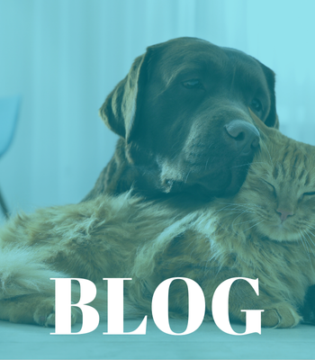 Blog